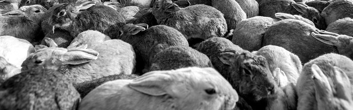 A photo of many bunnies.